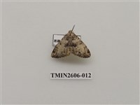 藏品(尺蛾122)的圖片